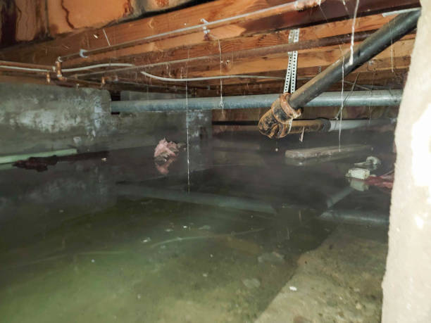 Best Mold removal after water damage  in Geneva, NY